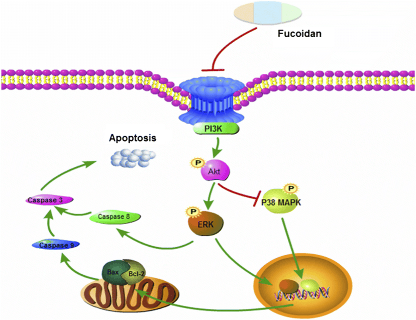 Cancer Pathway Diagram